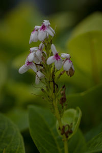 Close-up of pink flowering plant