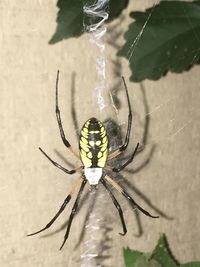 Close-up of spider on web