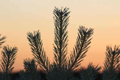 Close-up of palm trees against sky during sunset