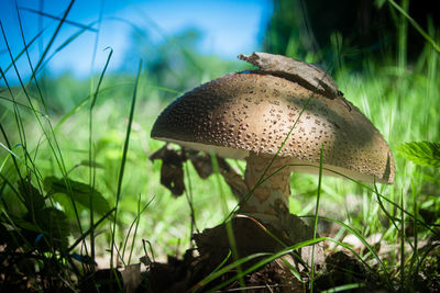 Close-up of mushroom growing on field