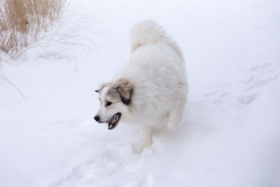 Horizontal shot of gorgeous pyrenean mountain dog running excitedly in fresh snow