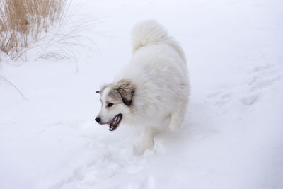 Dog on snow covered land