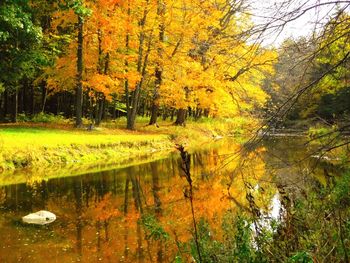 Scenic view of lake in forest during autumn