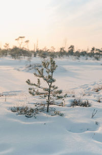 Pine tree at the great kemeri bog