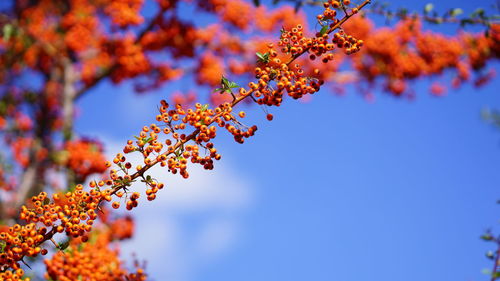 Low angle view of flowering plant against blue sky