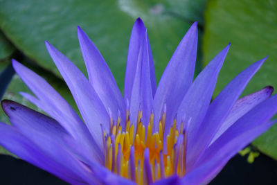 Close-up of purple water lily