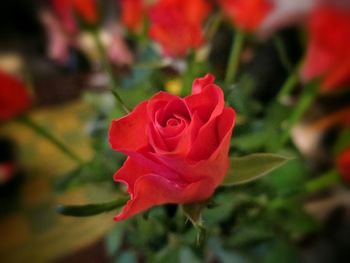 Close-up of red rose