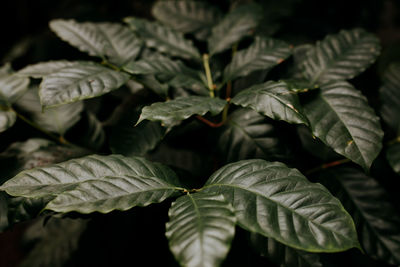 Close-up of fresh green plant