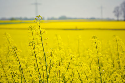 Scenic view of oilseed rape field