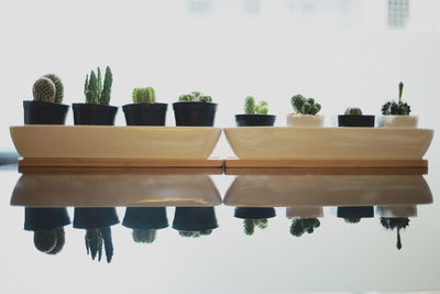 Close-up of potted plant on table