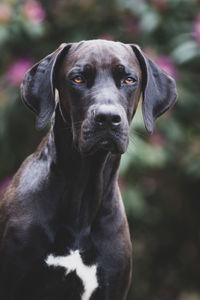 Portrait of dog looking away outdoors