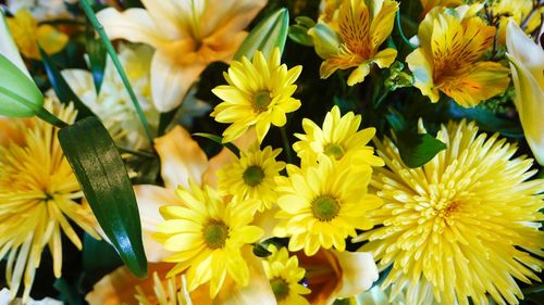 Close-up of yellow flowering plants