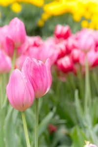 Close-up of pink tulips in park