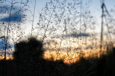 Silhouette plants on field against sky during sunset