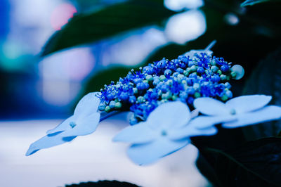 Close-up of blue flowers