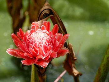 Close-up of pink lotus water lily
