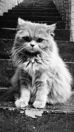 Portrait of maine coon sitting on steps