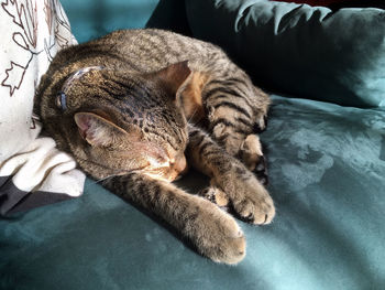 Close-up of cat sleeping on sofa at home