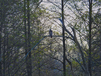 Low angle view of trees in forest