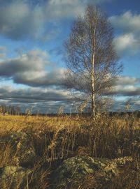 Close-up of plants growing on field against sky