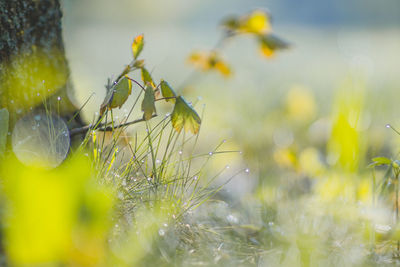 Close-up of flowering plant on field