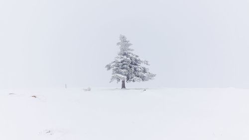 Trees on snow covered field against clear sky during winter