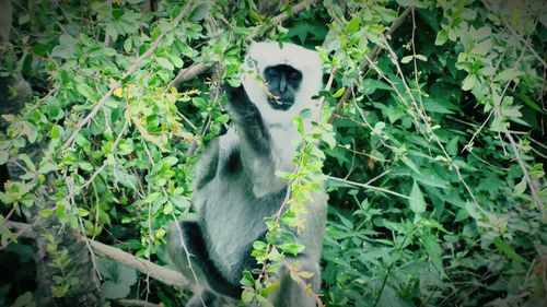 Monkey on tree