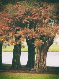 Trees in park