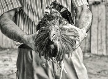 Midsection of man holding chicken