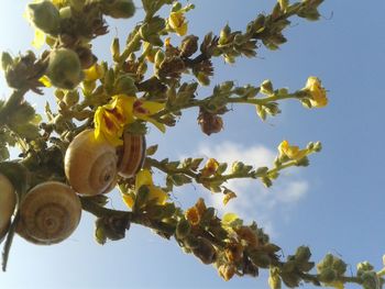 Low angle view of fruits on tree against sky