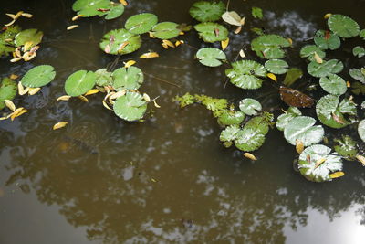 High angle view of leaves floating on water