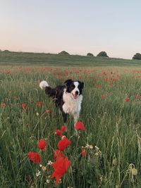 View of dog on field against sky