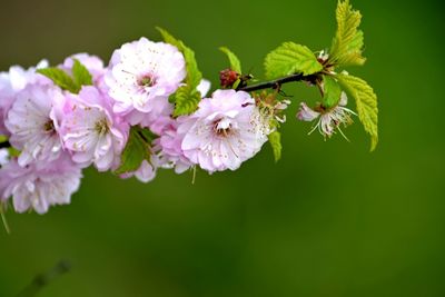 Close-up of insect on flowers