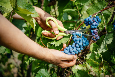 Person harvesting grapes