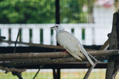 Close-up of bird perching outdoors