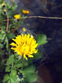 Close-up of yellow flower