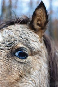 Close-up of a horse