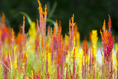 Close-up of flowering plants on field