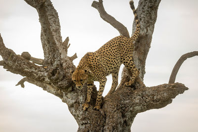 Cheetah stands in old tree looking down