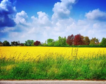 Scenic view of oilseed rape field against sky