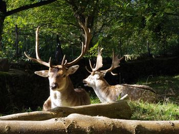 Dog lying on tree trunk