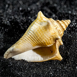 conch