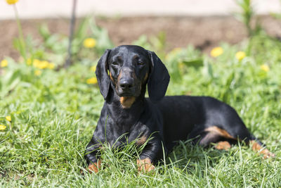 Portrait of black dog lying on grass