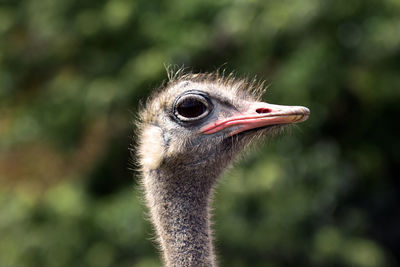 Close-up portrait of a bird