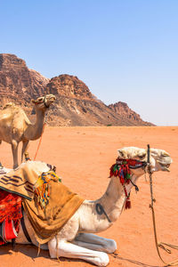 Horse cart in desert against clear sky