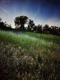 Scenic view of grassy field against sky