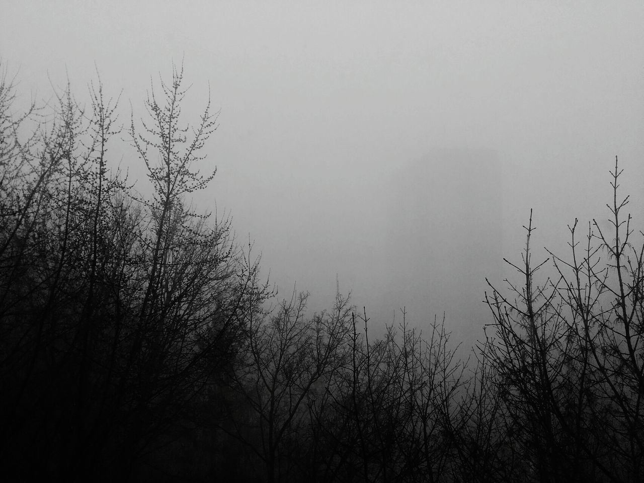 fog, tree, plant, beauty in nature, bare tree, tranquility, sky, no people, nature, tranquil scene, branch, scenics - nature, low angle view, day, outdoors, silhouette, idyllic, non-urban scene, cold temperature, hazy