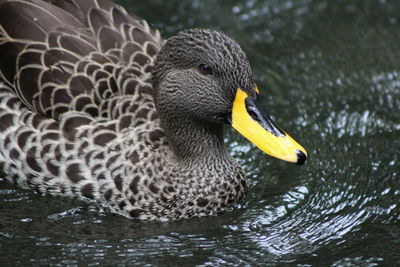 Close-up of yellow billed duck swimming in lake