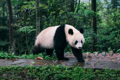 China, giant panda