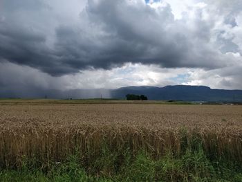 Scenic view of agricultural field against sky